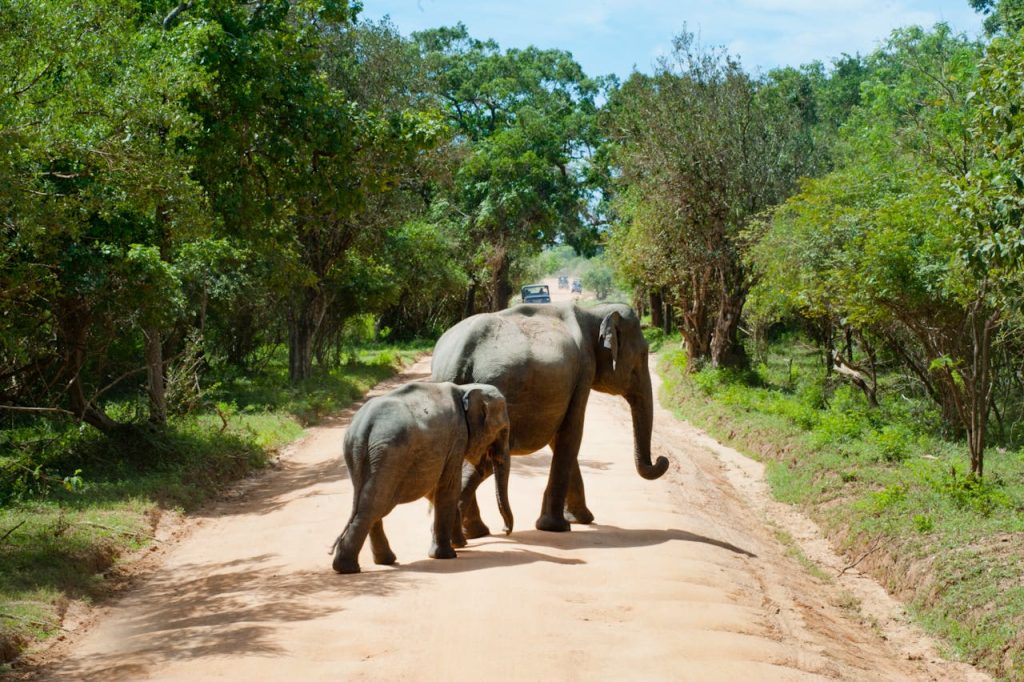 Mother and baby elephants walking on a dirt road in a lush forest in Sri Lanka, showcasing wildlife in natural habitat.